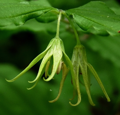 {Prosartes lanuginosa}
